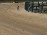 Golden Rabbit European Sandtrack-Derby Th. Ernst (100)